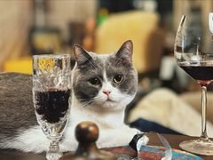 -瑞鹏宠物医院·普外科·影像科·皮肤科(城市山谷分院)