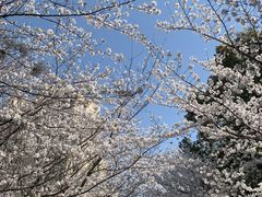 -高东镇樱花园