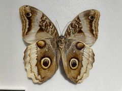 -上海昆虫博物馆