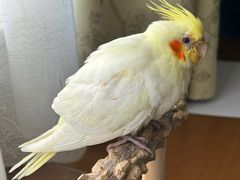 -瑞派·关忠动物医院·异宠专科·犬猫肿瘤·皮肤专科(望京店)