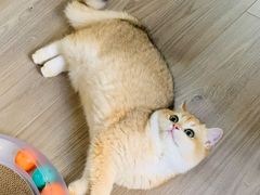 -东方名猫馆·英短金渐层布偶猫舍(环线广场1号楼店)