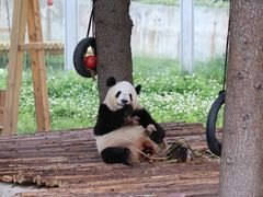 -西安秦岭野生动物园