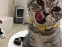 -怪兽屋·羊驼·猫咖·狗咖(俊华广场店)