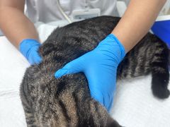 -博特宠物医院24h犬猫全科.骨科·异宠