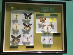 -上海昆虫博物馆