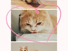 -啵啵喵·猫咖(攀华国际店)