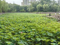 -迎泽公园