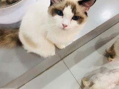 布偶猫-糯米喵星人·撸猫猫舍咖啡馆(西市场嘉华店)