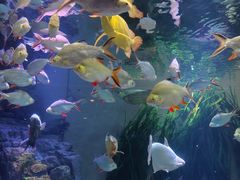 -上海海洋水族馆