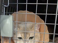 -伟伟宠物医院·CT影像中心·瑞派犬猫综合性门诊(汉口总院)