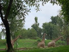 -北京野生动物园