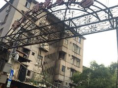 -溪岸路花鸟市场