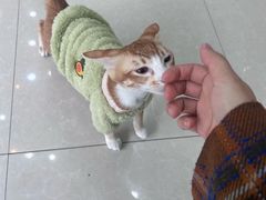 -瑞鹏宠物医院·夜间急症·心超·猫科(祖庙分店)