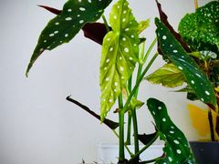 -花鸟鱼虫鲜花绿植市场(玉泉路店)