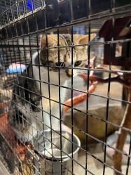 点击看大图 -酷嗒动物文化乐园(cutezoo西溪乐天城店)