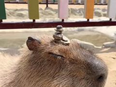 -西霞口神雕山野生动物世界