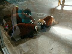 -哈尔滨北方森林动物园