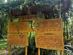 -莫里热带雨林景区