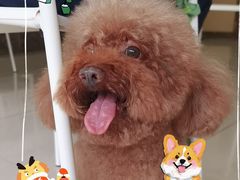 -瑞鹏宠物医院·骨科·猫科·内科(第一中心)