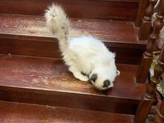 -多卡布奇宠物生活馆(上林世家店)