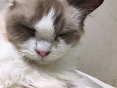 -藏猫猫咖啡主题馆(中央大道店)