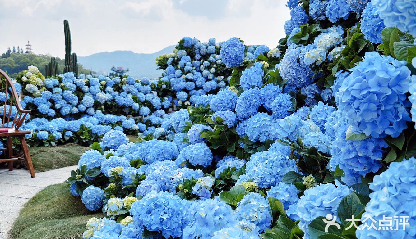 深圳春日诗意📸被绣球花海包围的浪漫天台❀