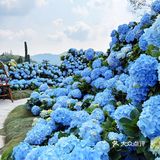 深圳春日诗意📸被绣球花海包围的浪漫天台❀