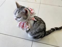 -怪兽屋·羊驼·猫咖·狗咖(俊华广场店)