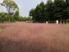 -南湖湿地公园