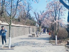 -石老人观光园