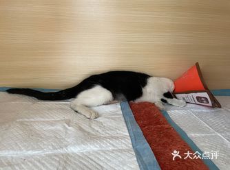 「小樹宠物诊所」路过的时候看到的宠物诊所，进去看到环