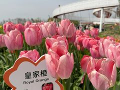 -荷兰花海