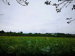 -天适樱花悠乐园