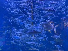 -成都浩海立方海洋公园