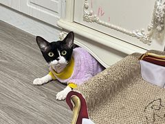 -中农大我爱我爱动物医院·核磁CT·猫病·24小时夜诊中心(石佛营店)
