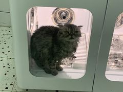 -BABIT巴比特宠物(MOMOPARK店)