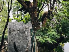 -都江堰中华大熊猫苑