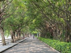 -大湾区中央湿地公园