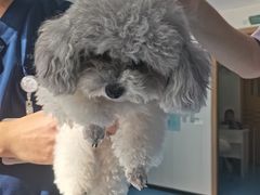 -博特宠物医院24h犬猫全科.骨科·异宠