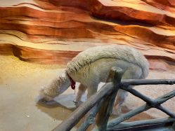 -酷嗒动物文化乐园(cutezoo西溪乐天城店)