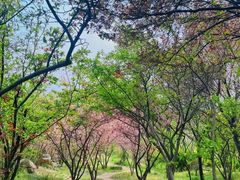 -石家庄市植物园