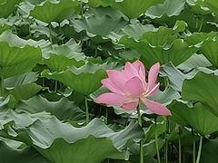 -西安浐灞国家湿地公园