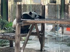 -栾川竹海野生动物园