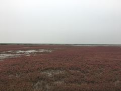 -红海滩国家风景廊道