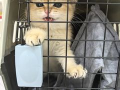 -派特宠物医院(圆融广场店)