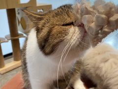 -瞄一喵猫咖(格力海岸店)