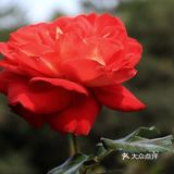 人民公园月季花展