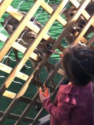 -萌宠亲子动物乐园(槐房万达店)