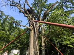 -上海佘山国家森林公园天马山园