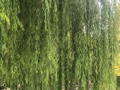 -温江公园